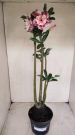 Planta Dobrada 3385 – 40cm – 03 anos - Imagem 2