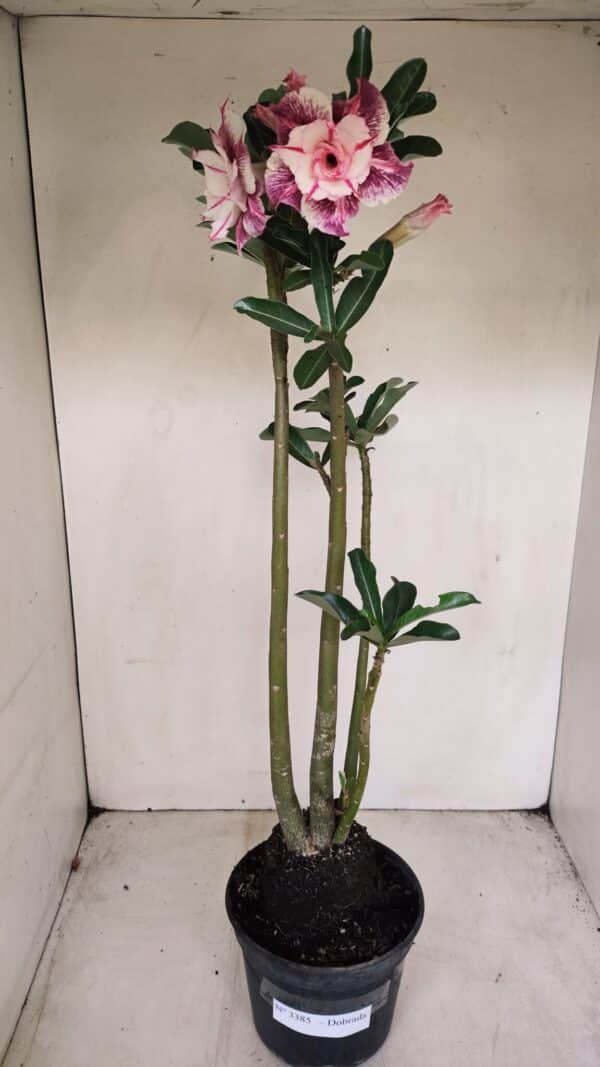 Planta Dobrada 3385 – 40cm – 03 anos - Imagem 2