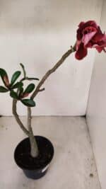 Planta Dobrada 3386 – 35cm – 03 anos - Imagem 4