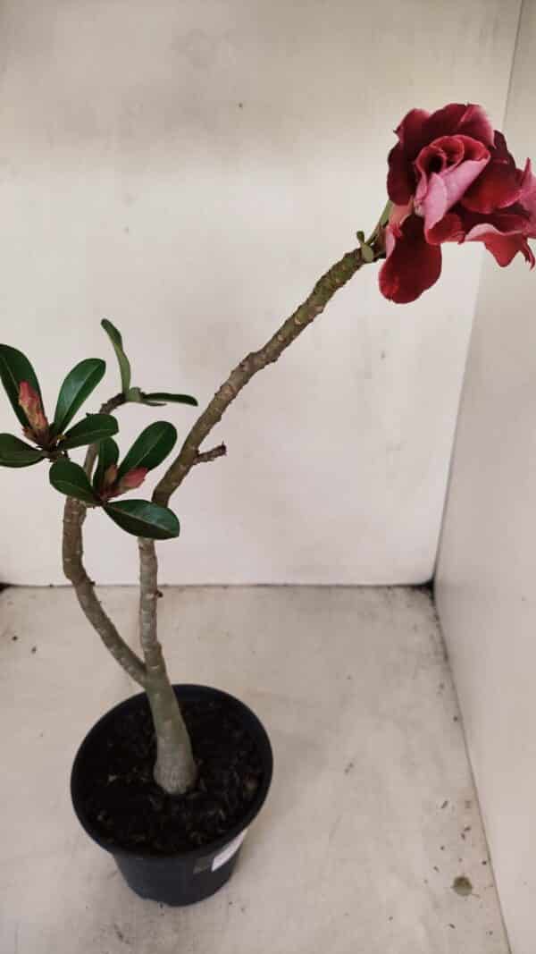 Planta Dobrada 3386 – 35cm – 03 anos - Imagem 4