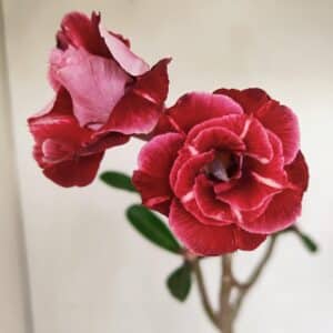 Planta Dobrada 3386 – 35cm – 03 anos