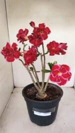 Planta Dobrada 3387 – 35cm – 03 anos