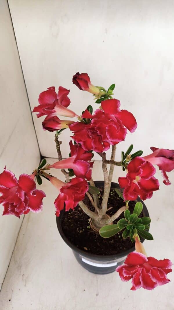 Planta Dobrada 3387 – 35cm – 03 anos - Imagem 5