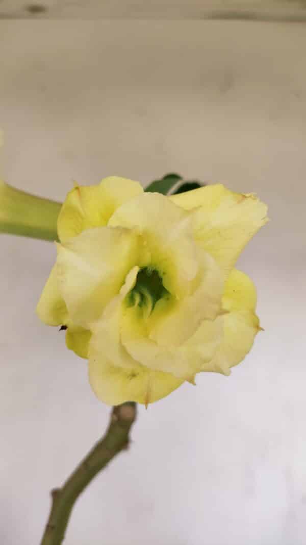 Planta Dobrada 3388 – 35cm – 03 anos - Imagem 1