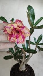Planta Dobrada 3389 – 30cm – 03 anos
