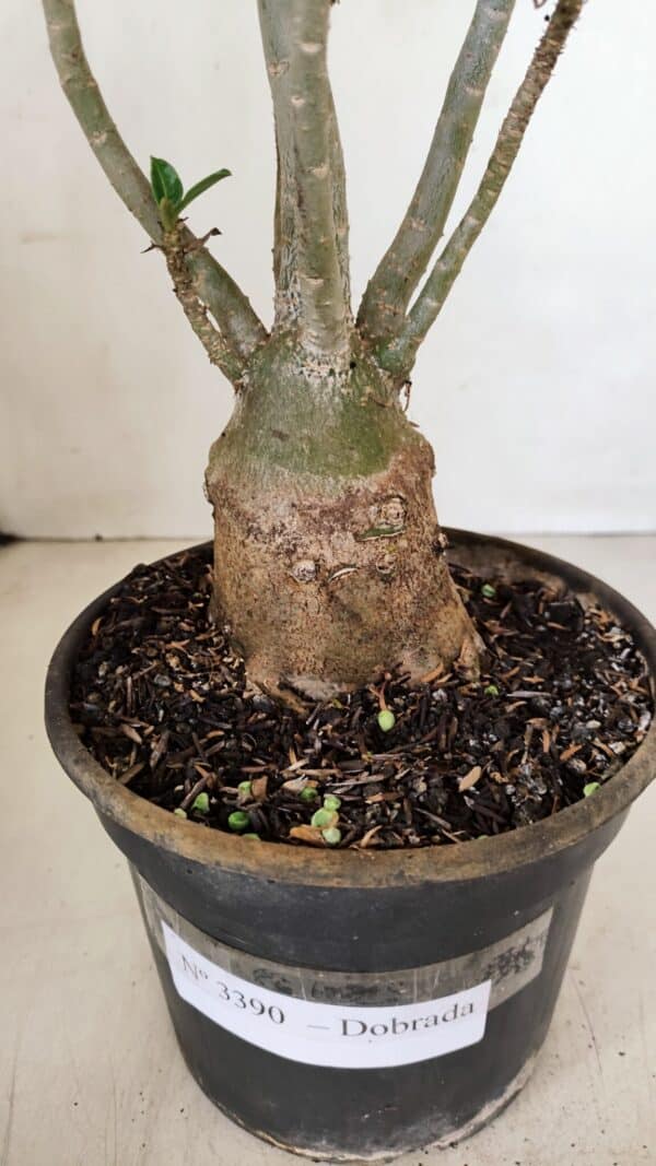 Planta Dobrada 3390 – 35cm – 03 anos - Imagem 7