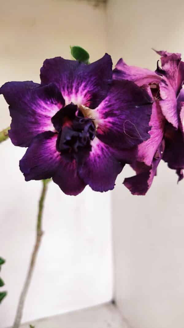 Planta Dobrada 3390 – 35cm – 03 anos - Imagem 1