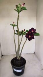 Planta Dobrada 3391 – 35cm – 03 anos - Imagem 2