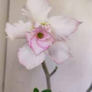 Planta Dobrada 3392 – 35cm – 03 anos