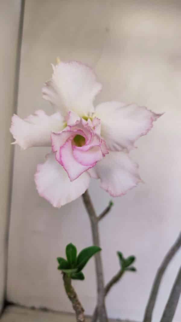 Planta Dobrada 3392 – 35cm – 03 anos - Imagem 1