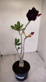 Planta Dobrada 3393 – 35cm – 03 anos - Imagem 2