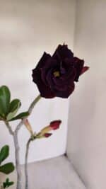 Planta Dobrada 3393 – 35cm – 03 anos - Imagem 4