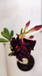Planta Dobrada 3393 – 35cm – 03 anos - Imagem 5
