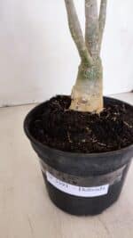 Planta Dobrada 3393 – 35cm – 03 anos - Imagem 8