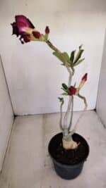 Planta Dobrada 3393 – 35cm – 03 anos - Imagem 7
