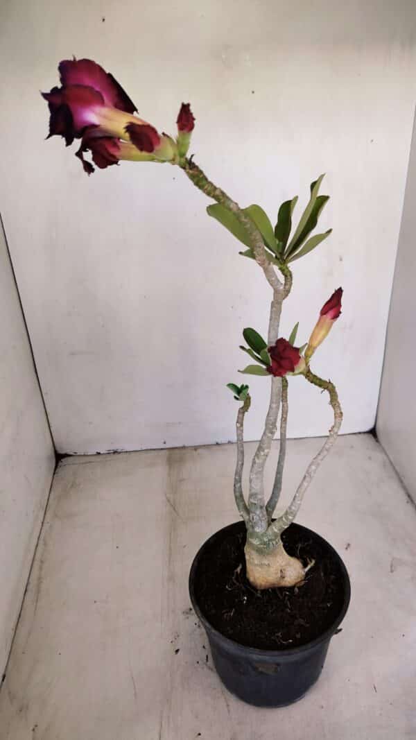 Planta Dobrada 3393 – 35cm – 03 anos - Imagem 7