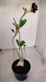 Planta Dobrada 3393 – 35cm – 03 anos - Imagem 6
