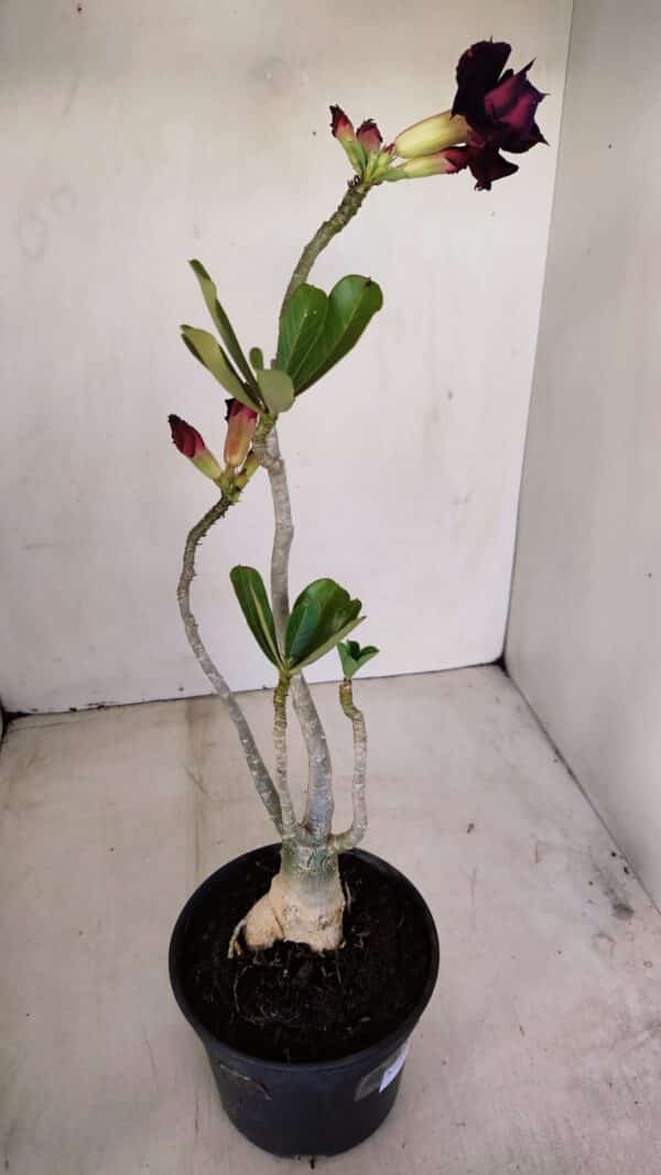 Planta Dobrada 3393 – 35cm – 03 anos - Imagem 6
