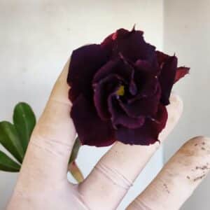 Planta Dobrada 3393 – 35cm – 03 anos