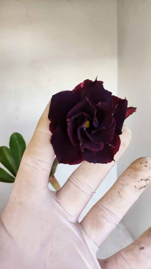 Planta Dobrada 3393 – 35cm – 03 anos - Imagem 1