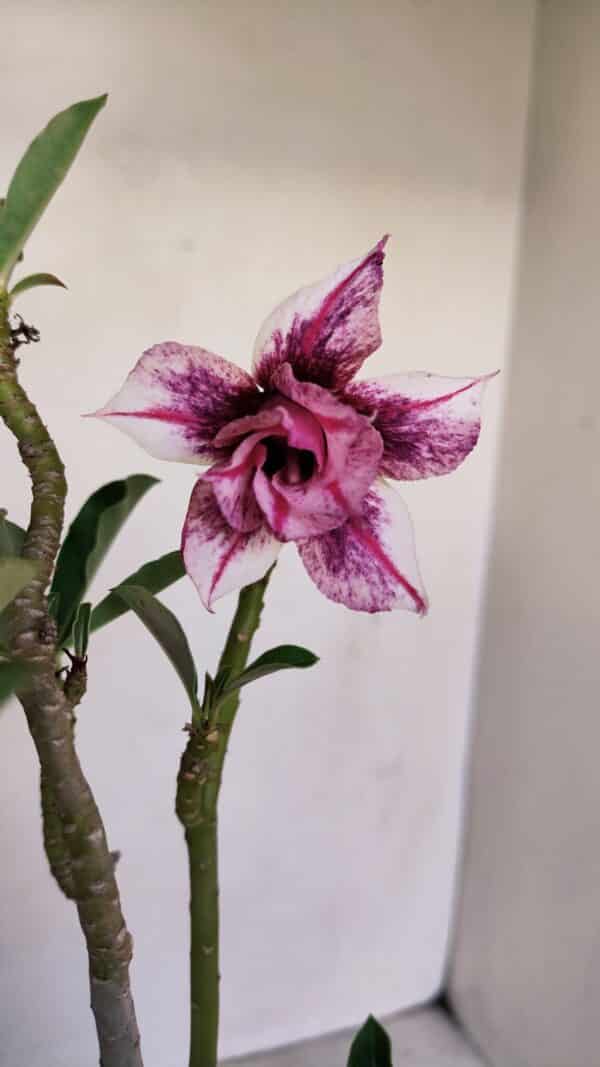 Planta Dobrada 3394 – 35cm – 03 anos - Imagem 1