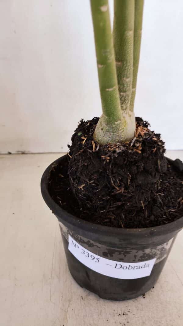 Planta Dobrada 3395 – 35cm – 03 anos - Imagem 6