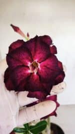 Planta Dobrada 3395 – 35cm – 03 anos