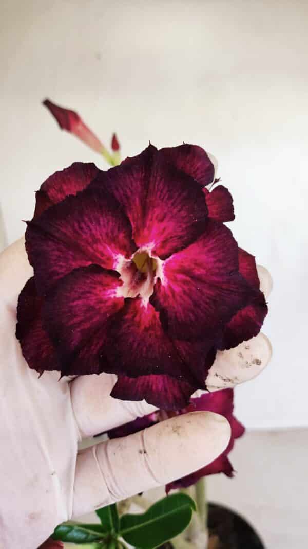 Planta Dobrada 3395 – 35cm – 03 anos - Imagem 1