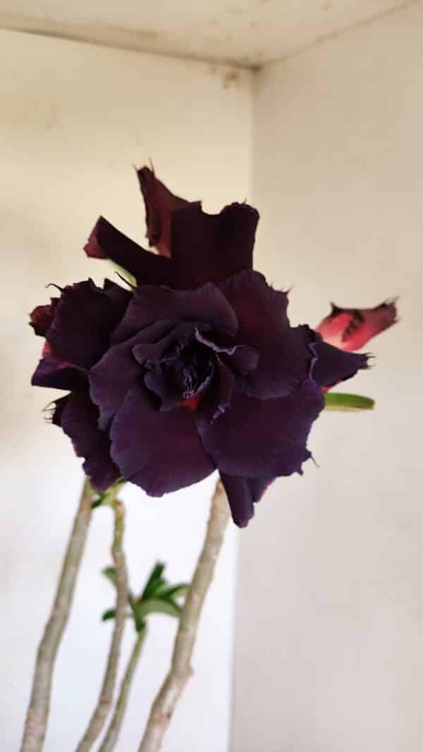 Planta Dobrada 3396 – 50cm – 04 anos - Imagem 3