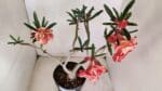 Planta Dobrada 3397 – 45cm – 03 anos - Imagem 6