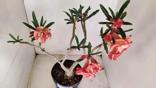 Planta Dobrada 3397 – 45cm – 03 anos - Imagem 6