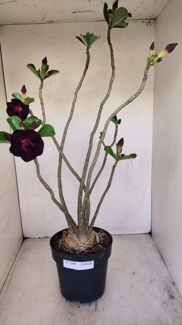 Planta Dobrada 3398 – 60cm – 05 anos - Imagem 1