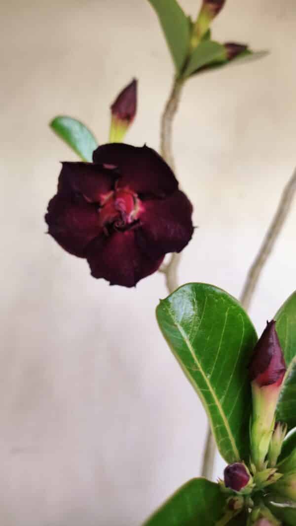 Planta Dobrada 3398 – 60cm – 05 anos - Imagem 4