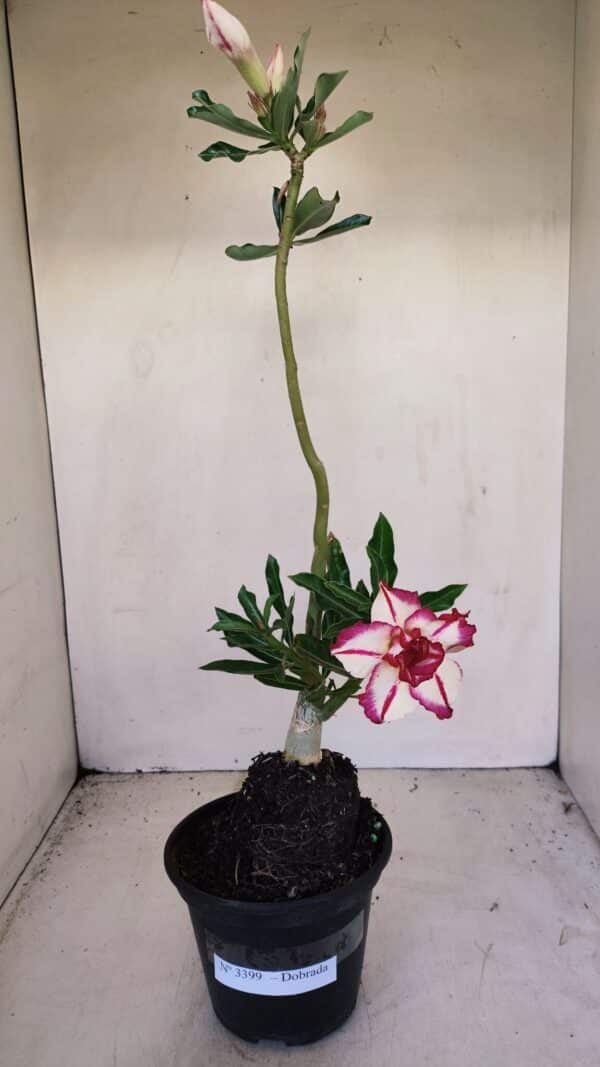 Planta Dobrada 3399 – 35cm – 03 anos - Imagem 2