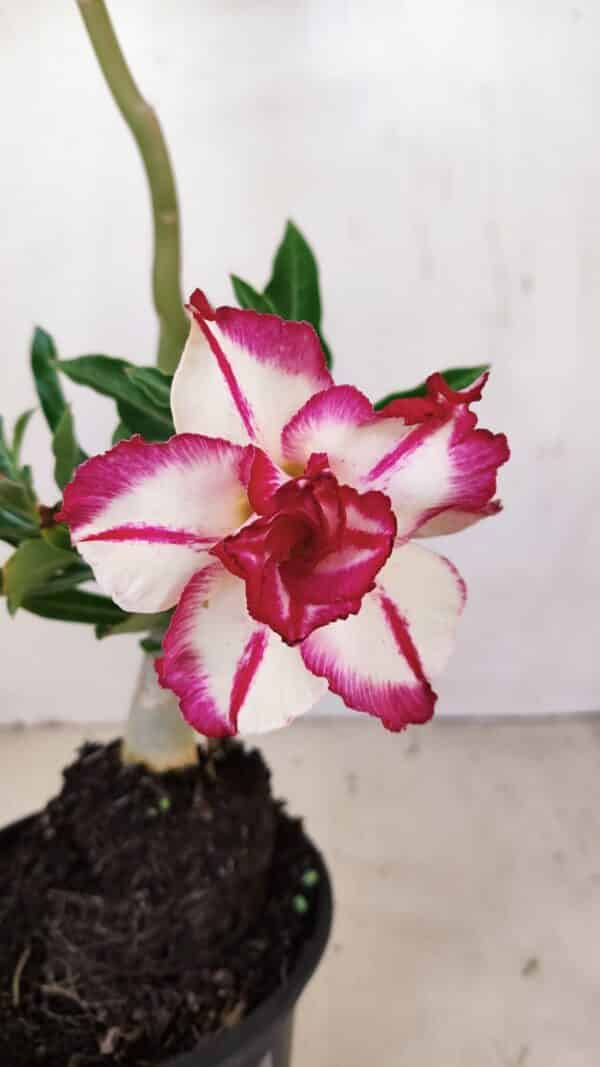 Planta Dobrada 3399 – 35cm – 03 anos - Imagem 1