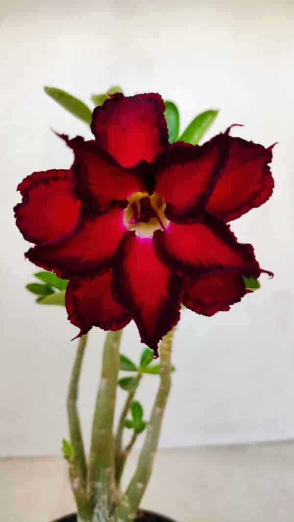 Planta Dobrada 3400 – 30cm – 02 anos - Imagem 1