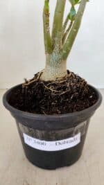 Planta Dobrada 3400 – 30cm – 02 anos - Imagem 7