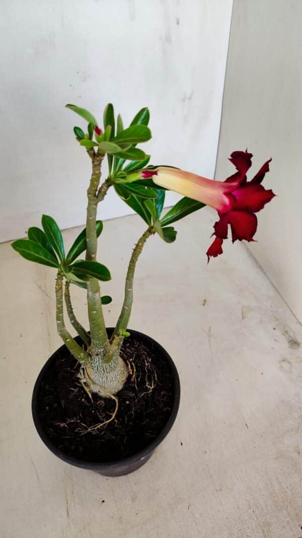 Planta Dobrada 3400 – 30cm – 02 anos - Imagem 6