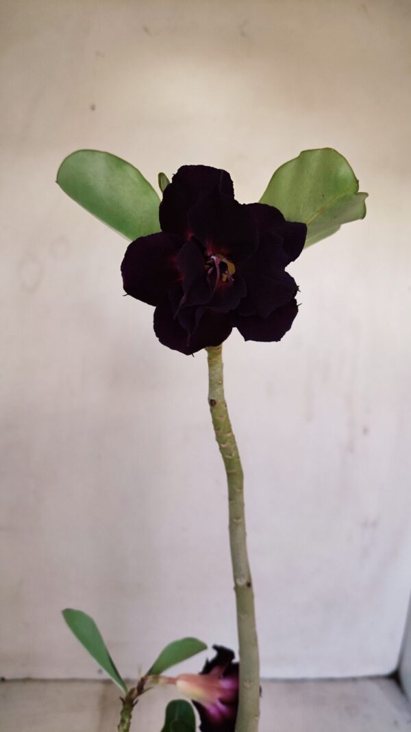 Planta Dobrada 3401 – 35cm – 03 anos - Imagem 1