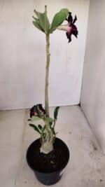 Planta Dobrada 3401 – 35cm – 03 anos - Imagem 5