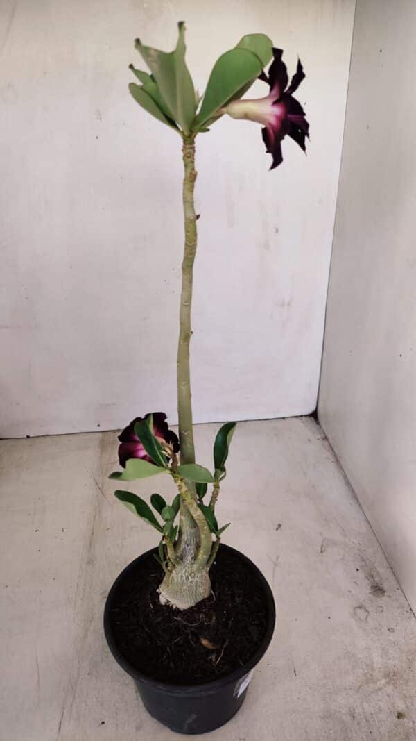 Planta Dobrada 3401 – 35cm – 03 anos - Imagem 5