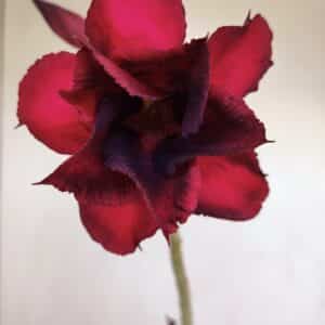 Planta Dobrada 3402 – 30cm – 03 anos
