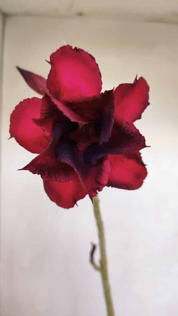 Planta Dobrada 3402 – 30cm – 03 anos - Imagem 1