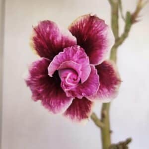 Planta Dobrada 3403 – 35cm – 03 anos
