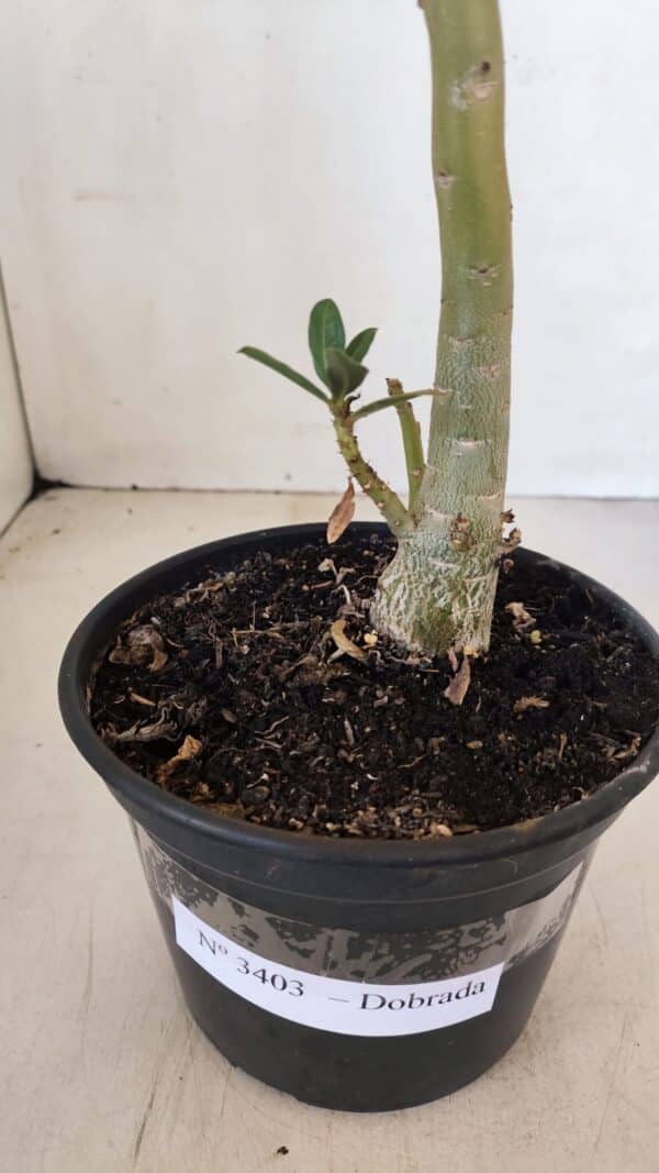 Planta Dobrada 3403 – 35cm – 03 anos - Imagem 6
