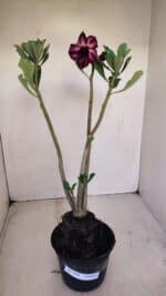 Planta Dobrada 3404 – 35cm – 03 anos - Imagem 2