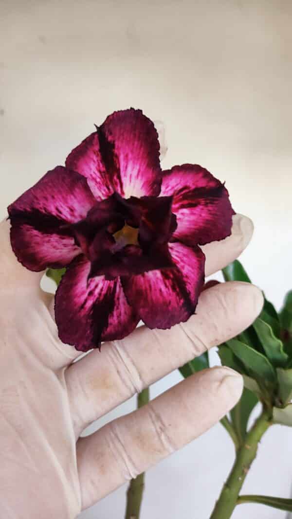 Planta Dobrada 3404 – 35cm – 03 anos - Imagem 1