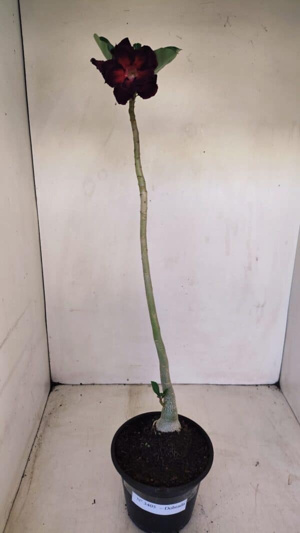 Planta Dobrada 3405 – 30cm – 02 anos - Imagem 2