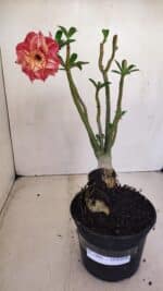 Planta Dobrada 3406 – 35cm – 03 anos - Imagem 2