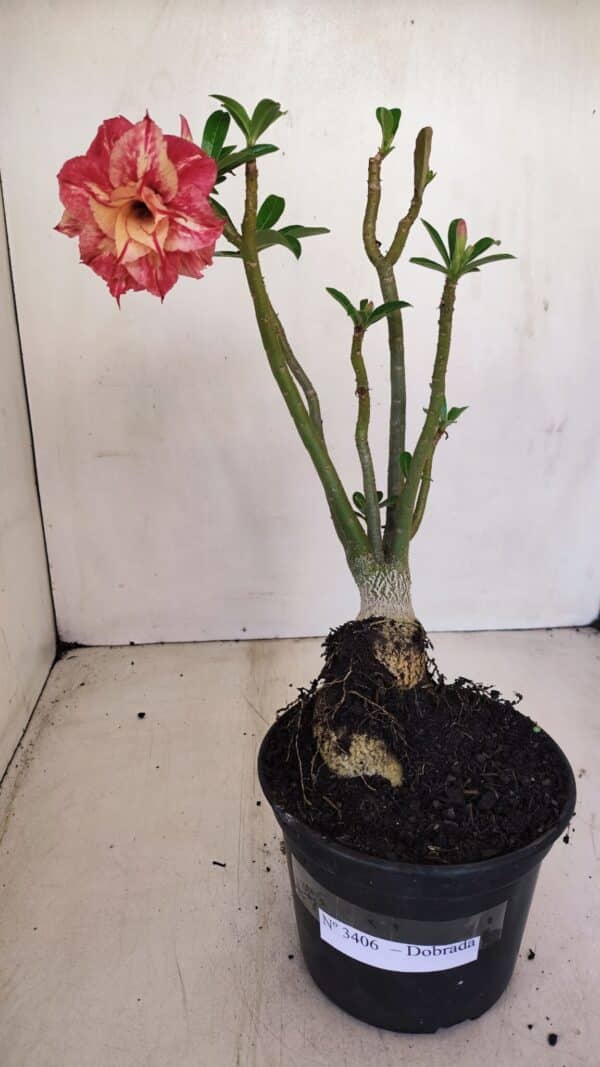 Planta Dobrada 3406 – 35cm – 03 anos - Imagem 2